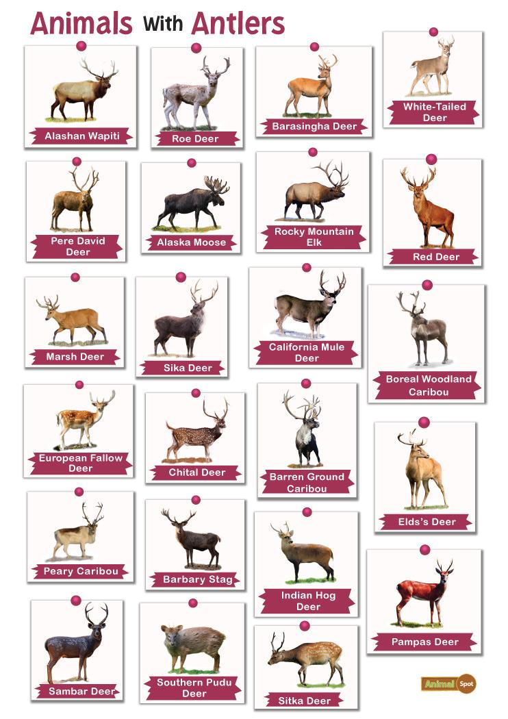 Animals with Antlers – Facts, List, Pictures