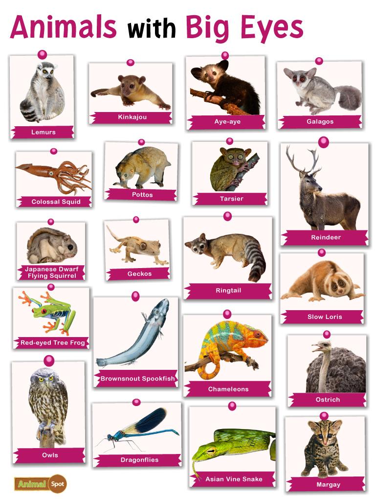Animals With Big Eyes List And Facts With Pictures 51 OFF
