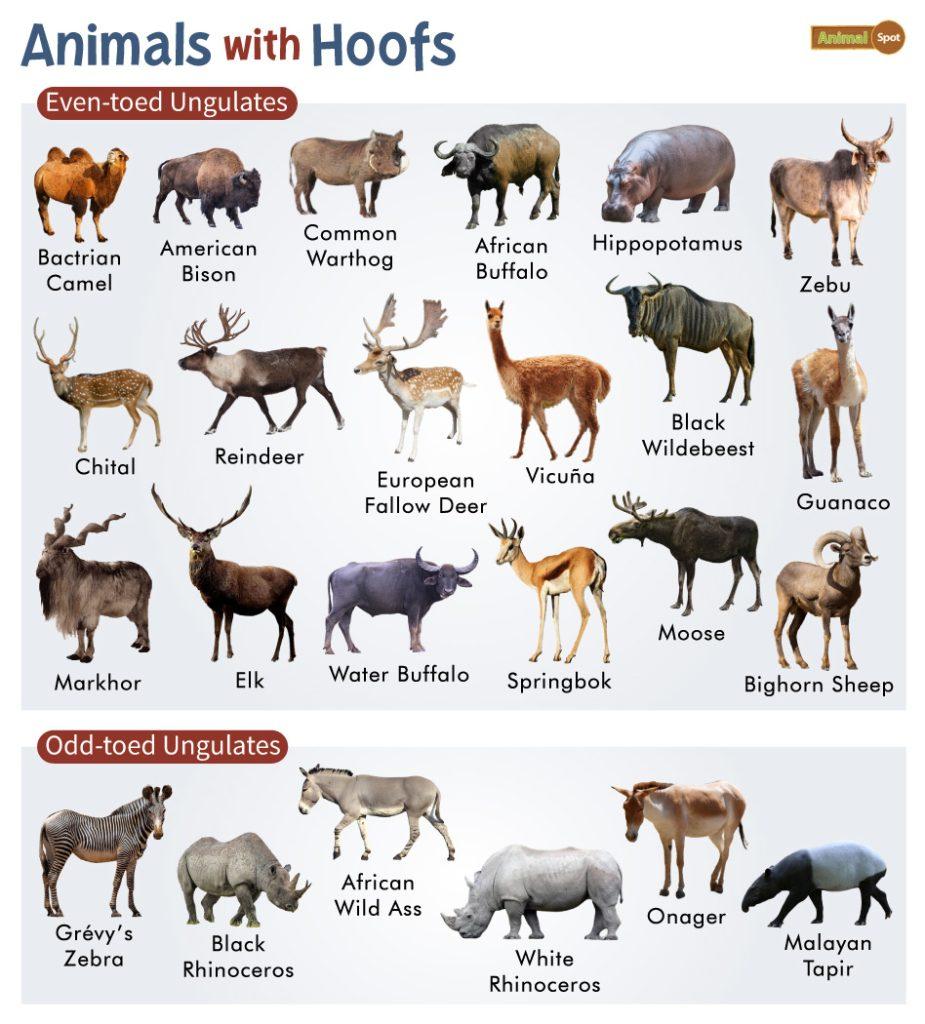 Animals with Hoofs
