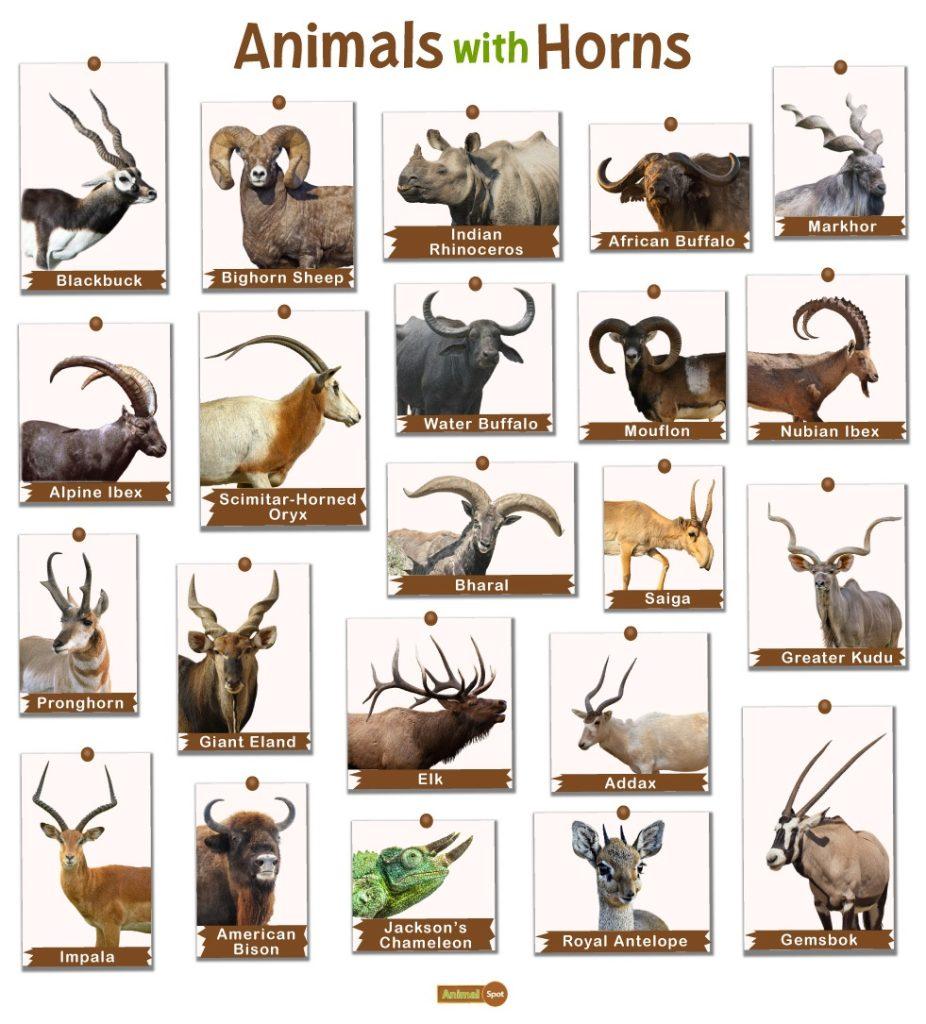 Animals with Horns