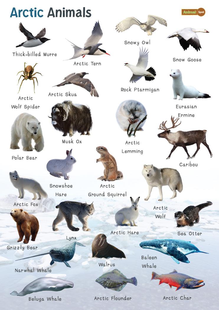 Arctic Animals: List And Facts with Pictures