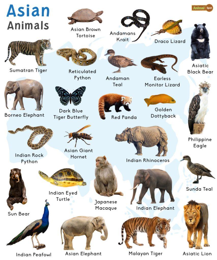 Asian Animals