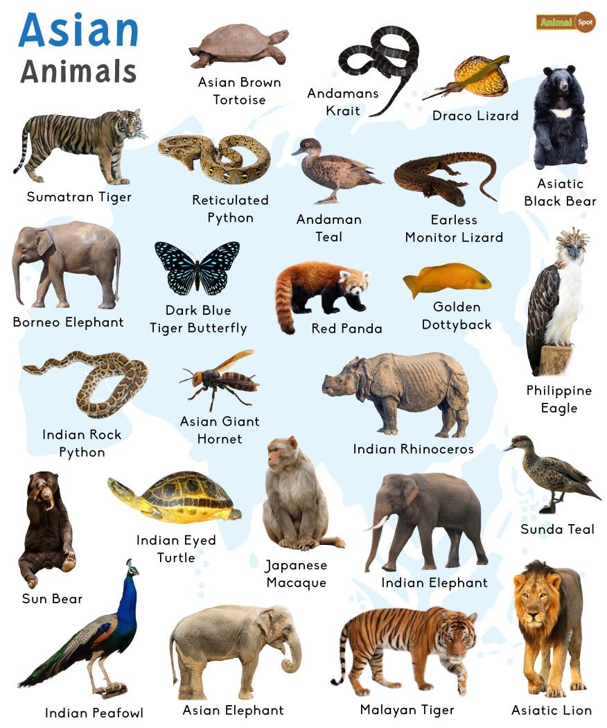Asian Animals: List with Facts and Pictures