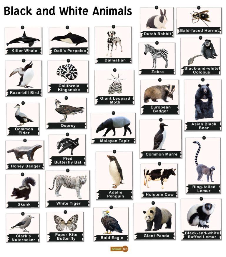 Black And White Animals List And Facts With Pictures black-and-white-animals-list-and-facts-with-pictures