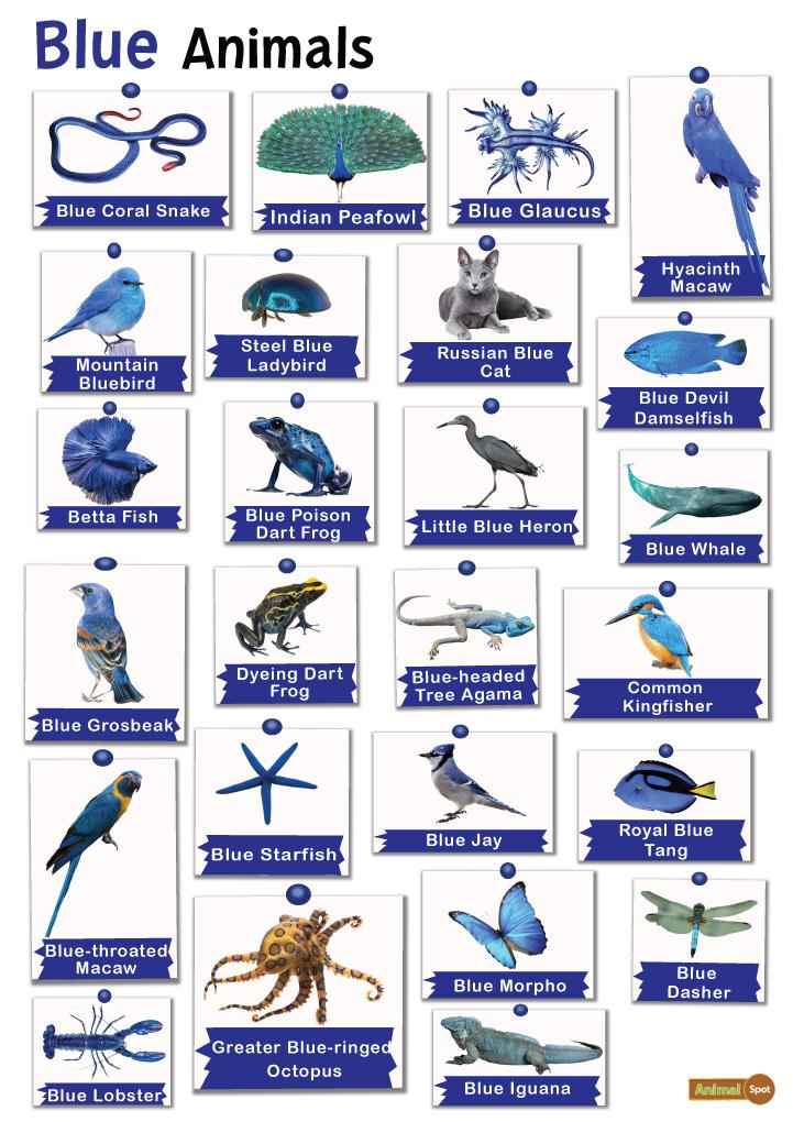 Blue Animals: List and Facts with Pictures