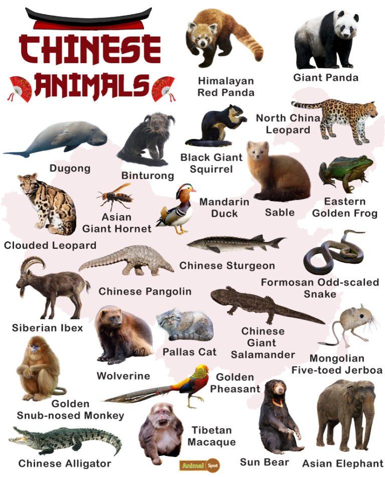 Woodland Animals List Facts And Pictures