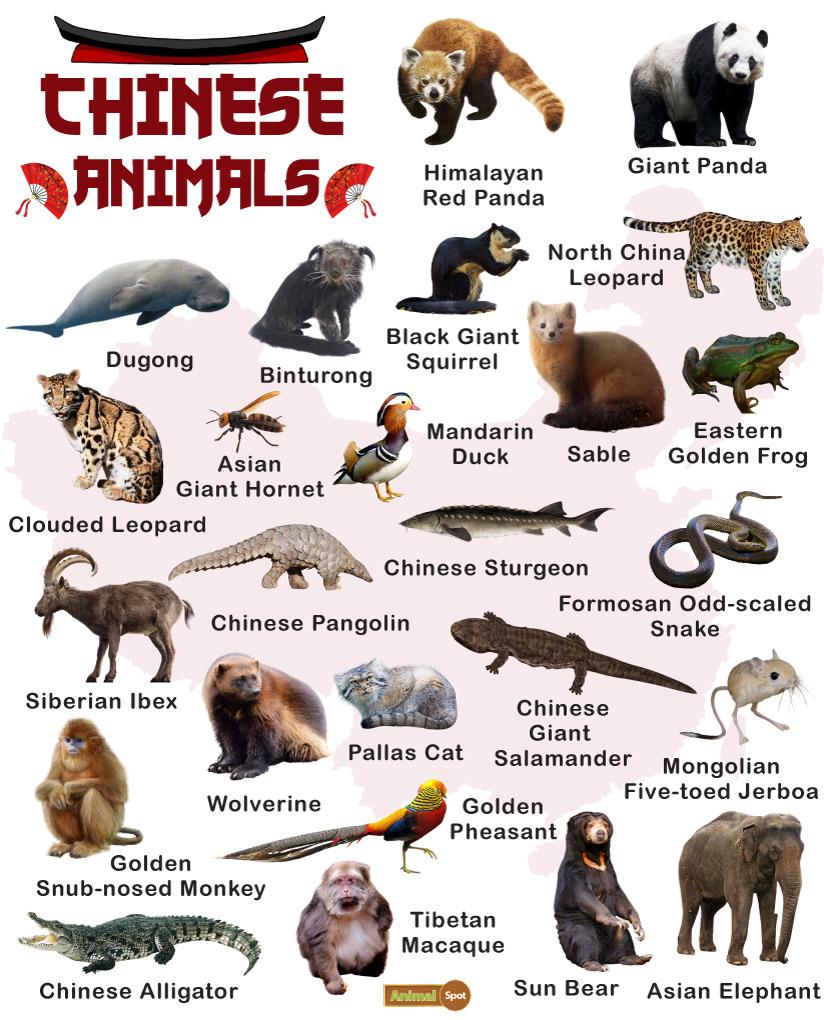 Chinese Animals – Facts, List, Pictures