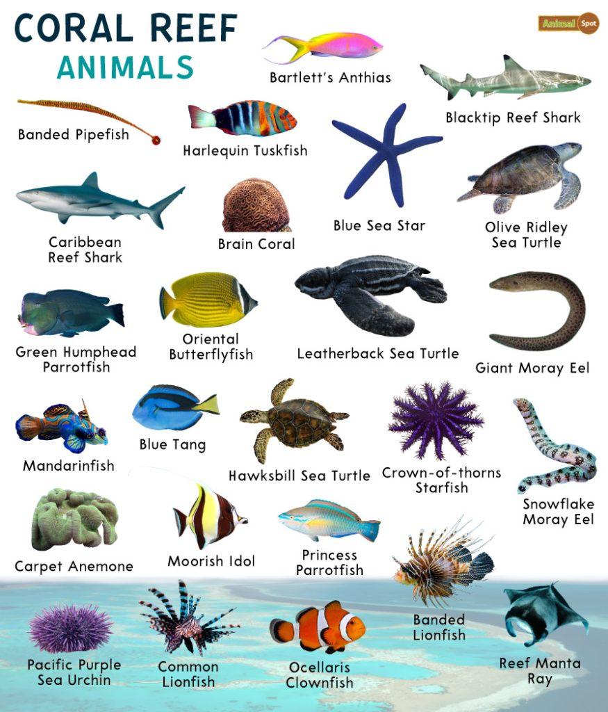 Coral Reef Animals