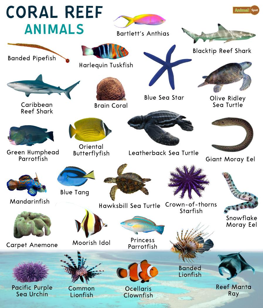 Coral Reef Animals – Facts, List, Pictures