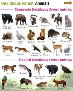 Deciduous Forest Animals - List, Facts, Diet, Adaptations, and Pictures