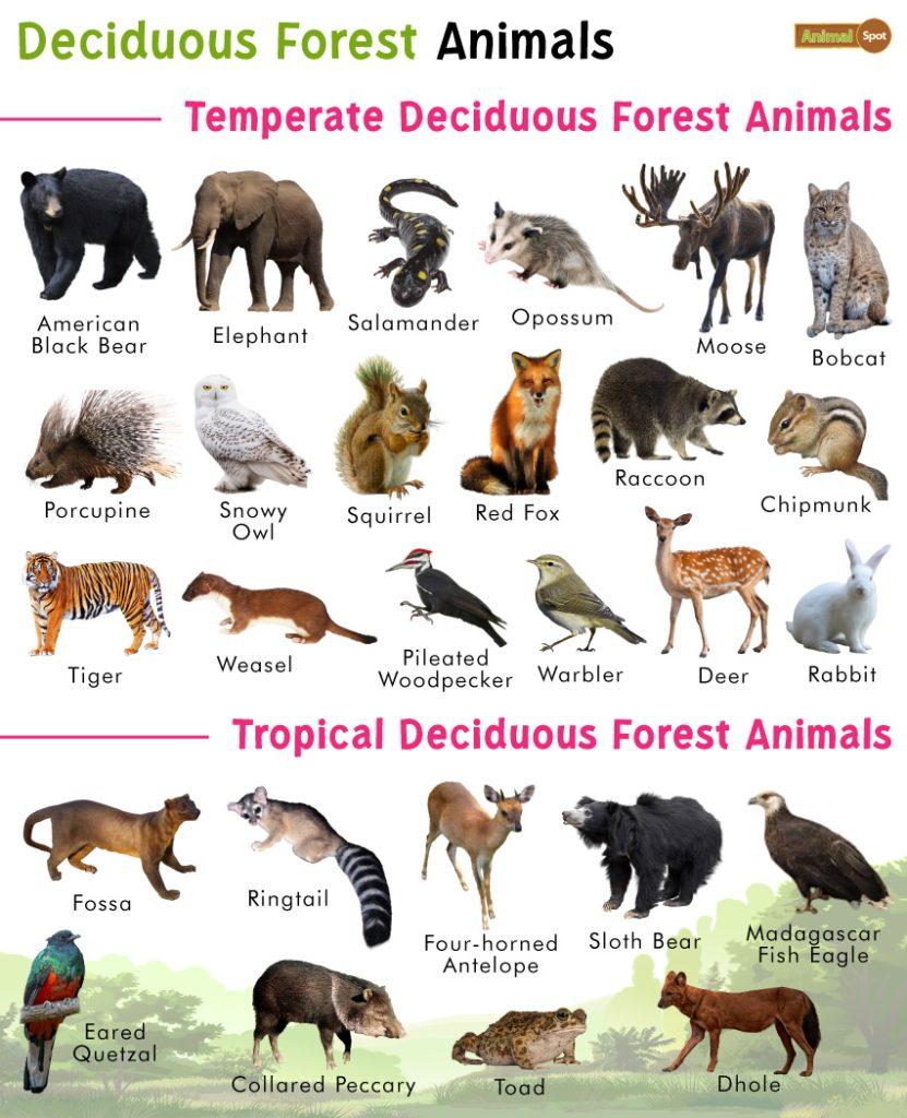 Deciduous Forest Animals