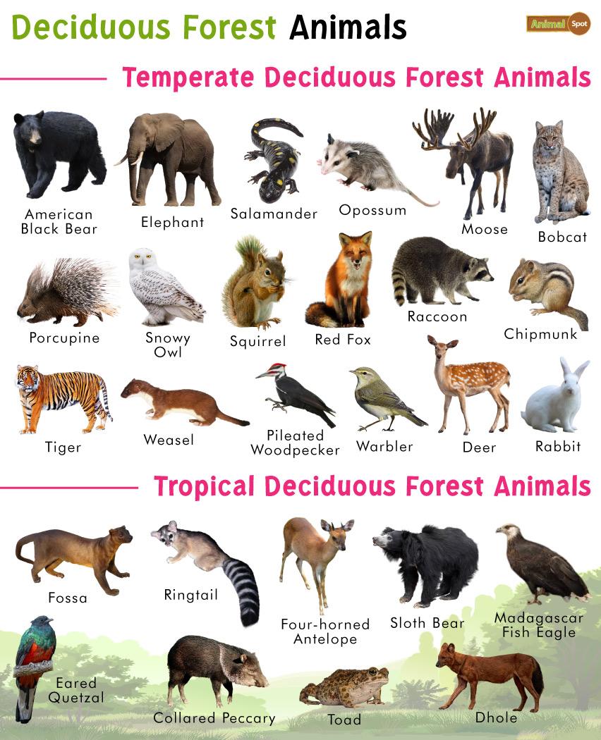 Deciduous Forest Animals List, Facts, Diet, Adaptations and Pictures