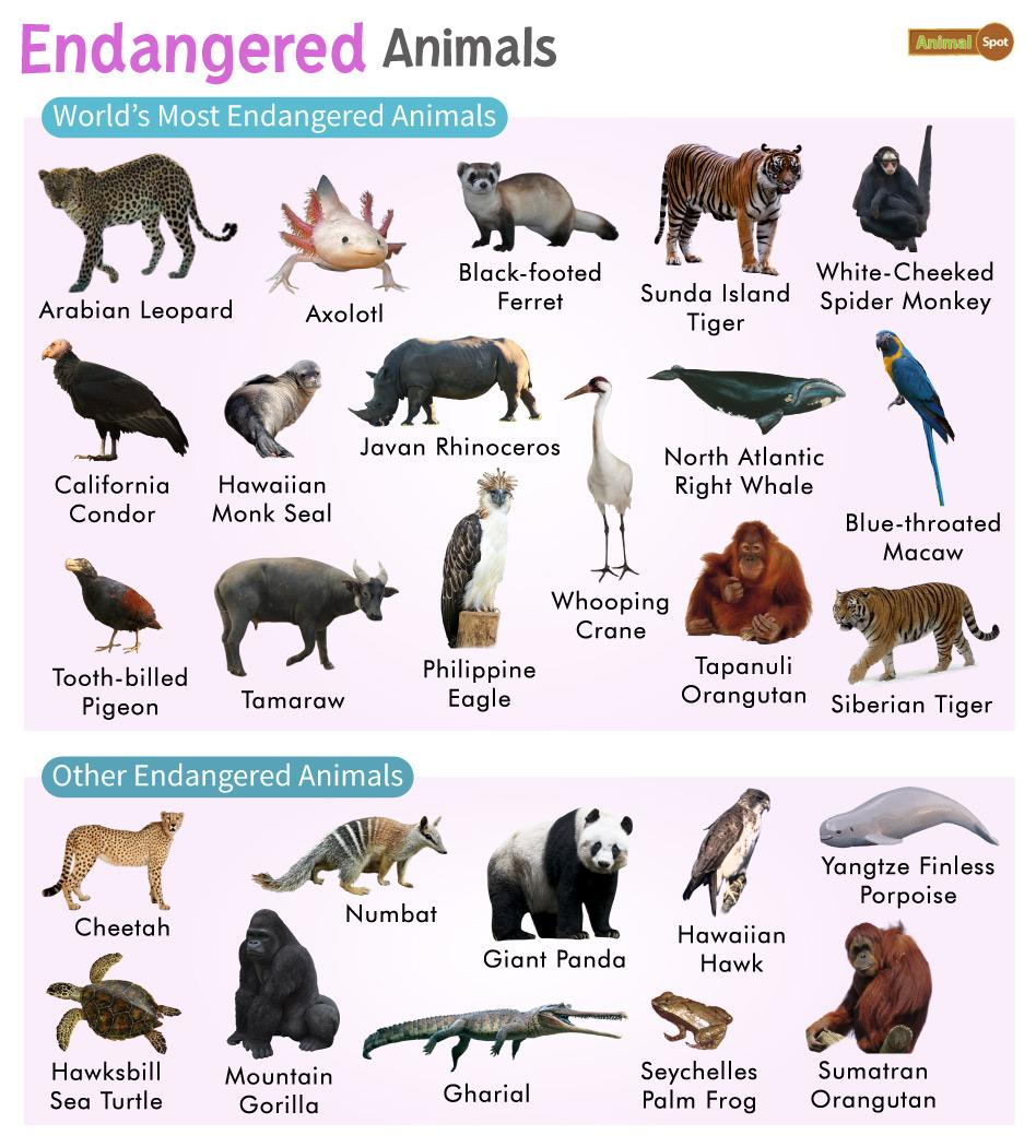 Endangered Animals : List with Pictures