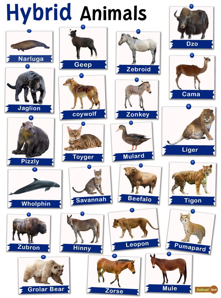 Hybrid Animals: List and with Pictures