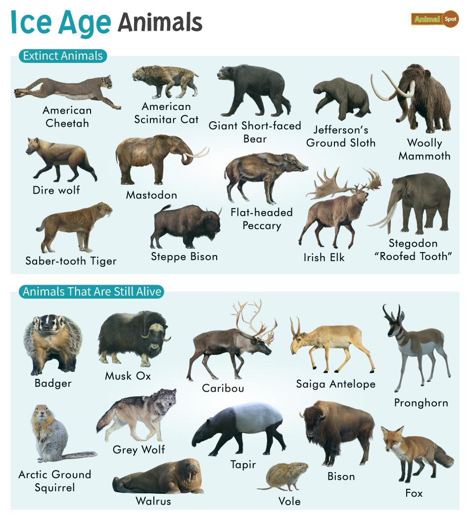 Ice Age Animals – Facts, List, Pictures