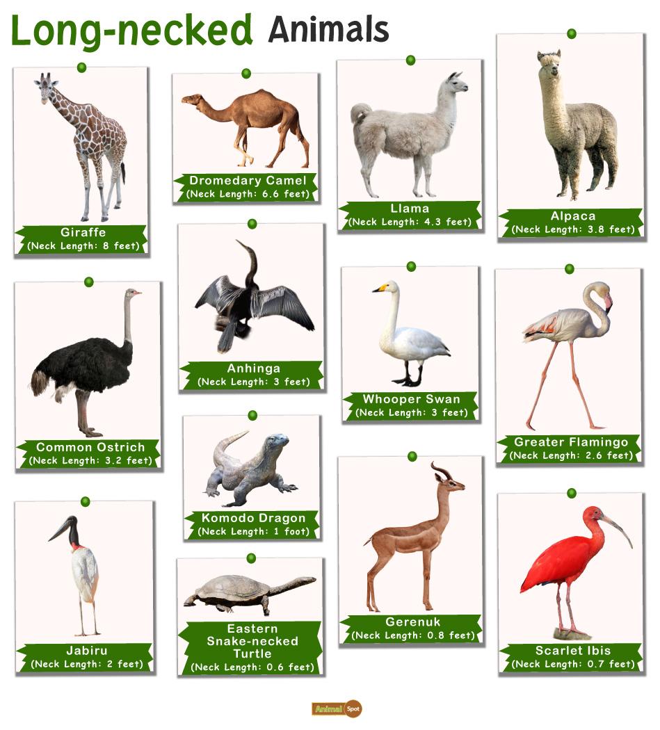Animals with Long Necks – Facts, List, Pictures
