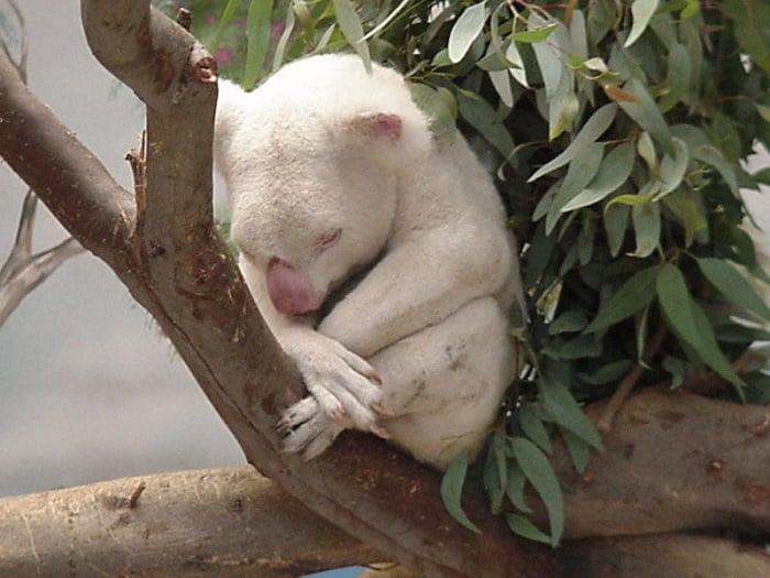 albino baby koala