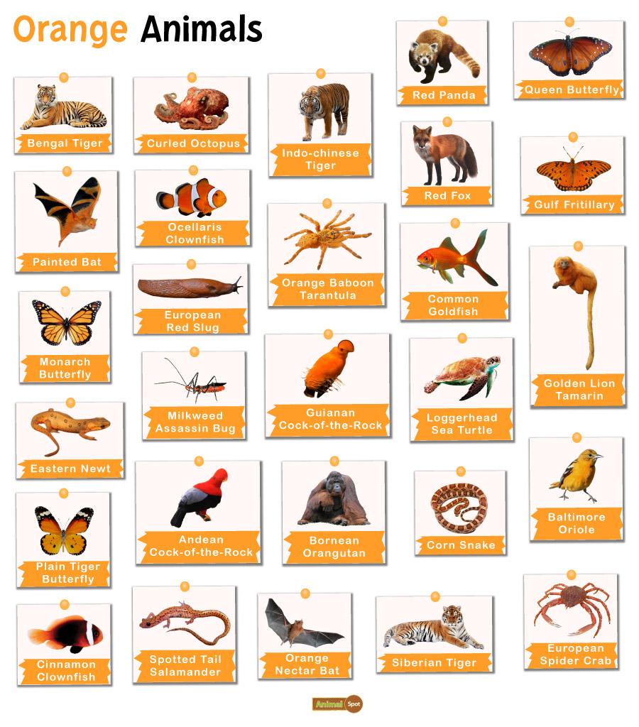 Orange Animals – Facts, List, Pictures