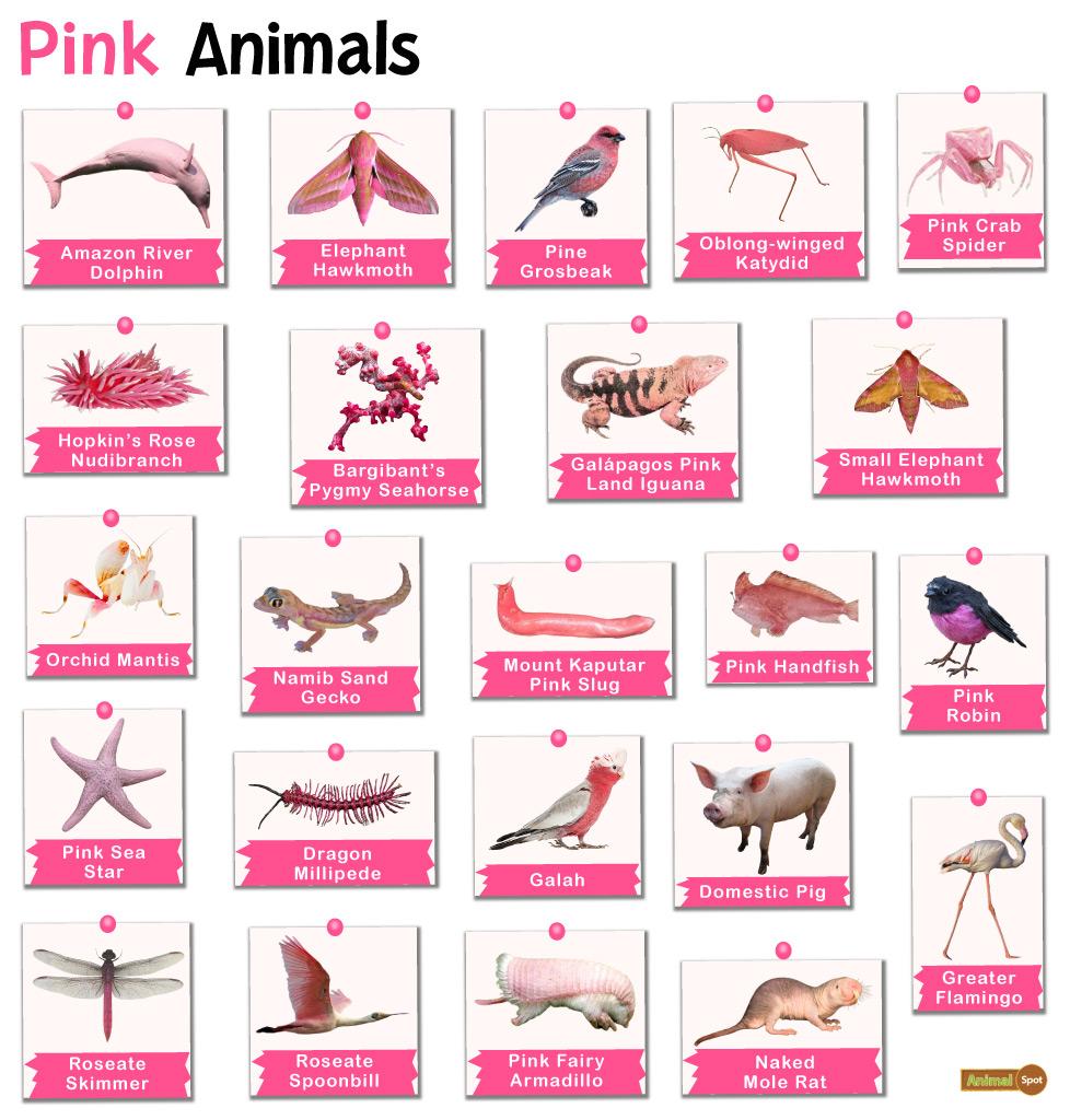 Pink Animals – Facts, List, Pictures