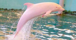 Pinky the Bottlenose Dolphin