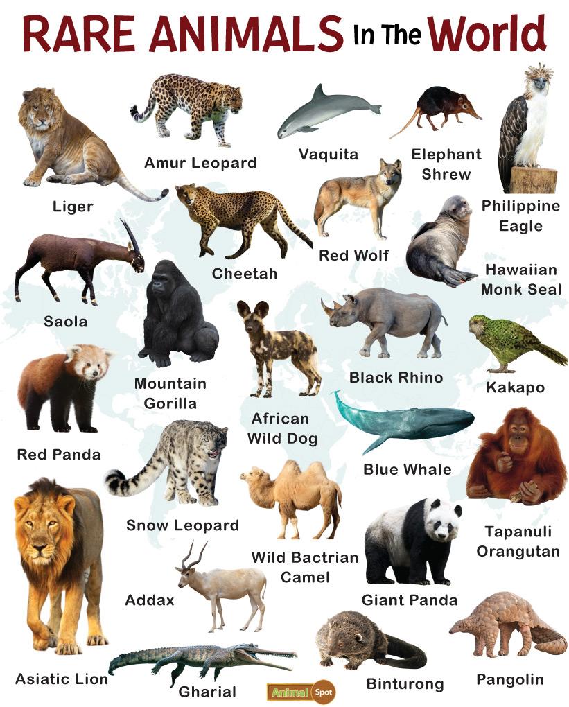 very rare animals in the world with names