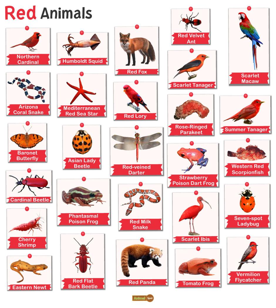 Red Animals – Facts, List, Pictures