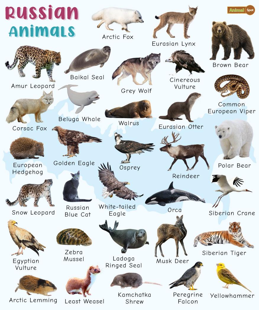 Russian Animals – Facts, List, Pictures