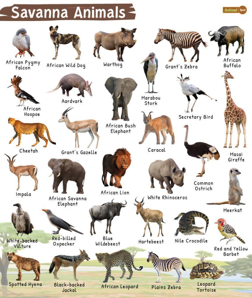 Savanna Animals