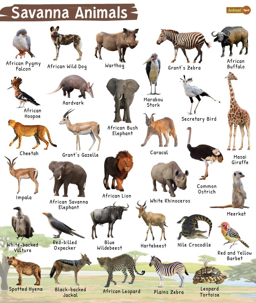 Savanna Animals List, Facts, Diet, Adaptations and Pictures