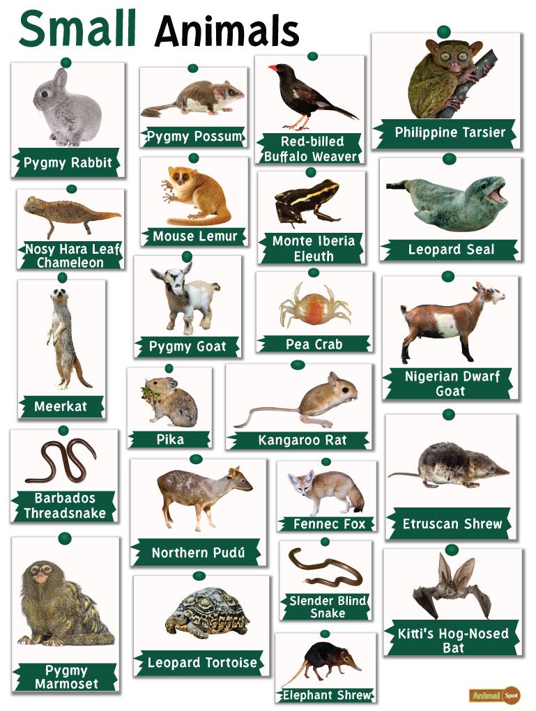 Small Animals: List and Facts with Pictures