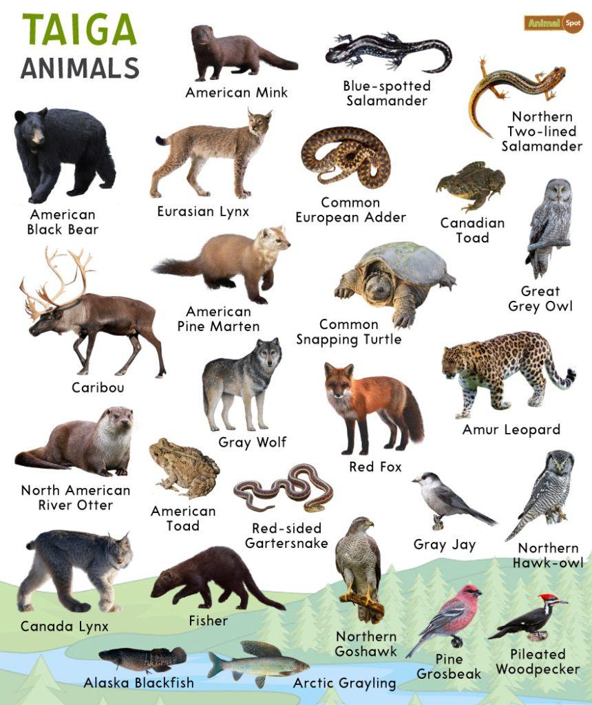 Taiga Animals