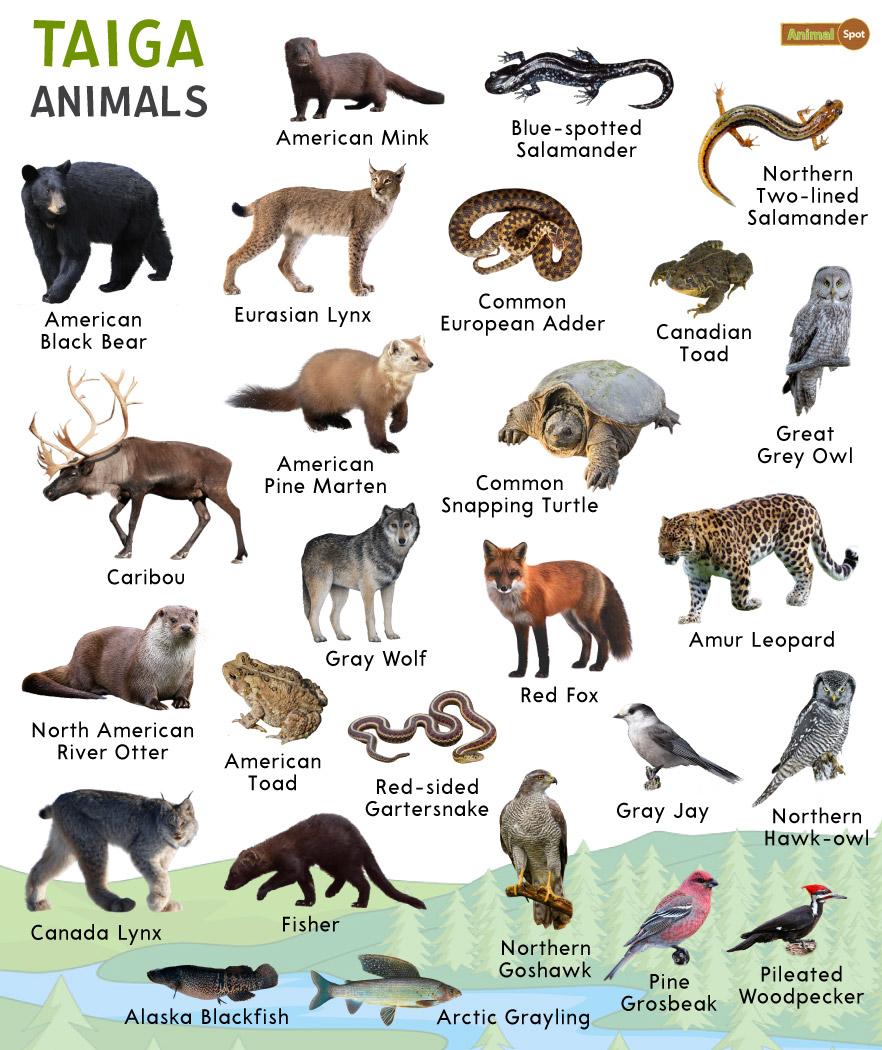 Taiga Animals: List and Fact with Pictures