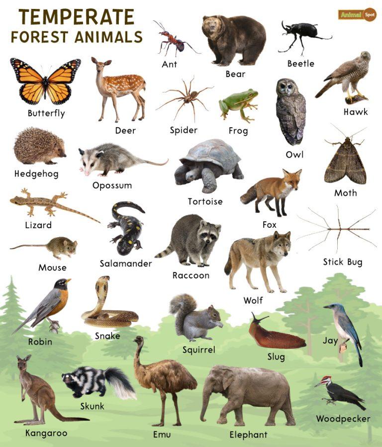 Temperate Forest Animals – Facts, List, Pictures
