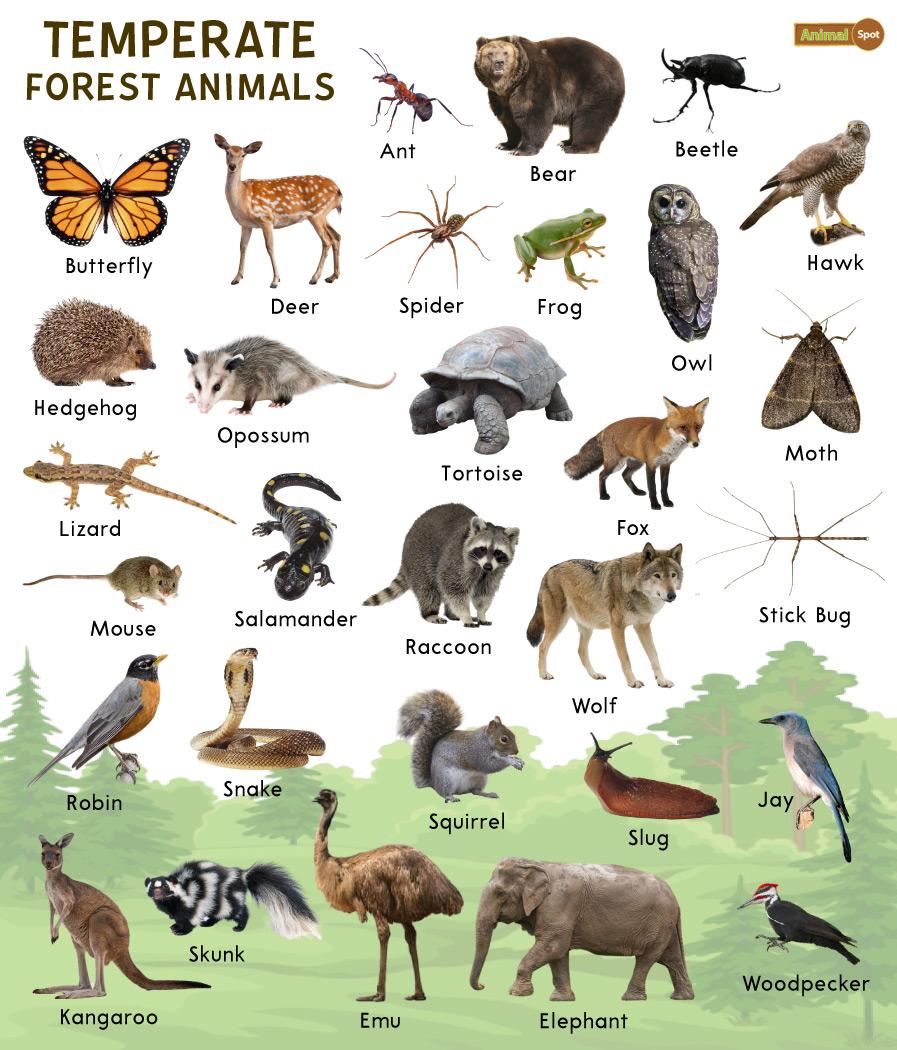 Temperate Forest Animals Facts List