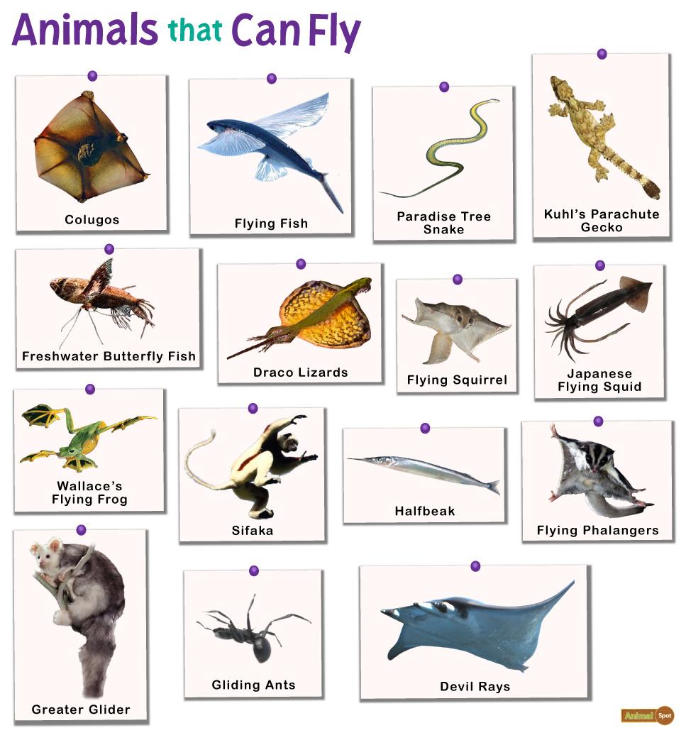 Flying Animals: List and Facts with Pictures