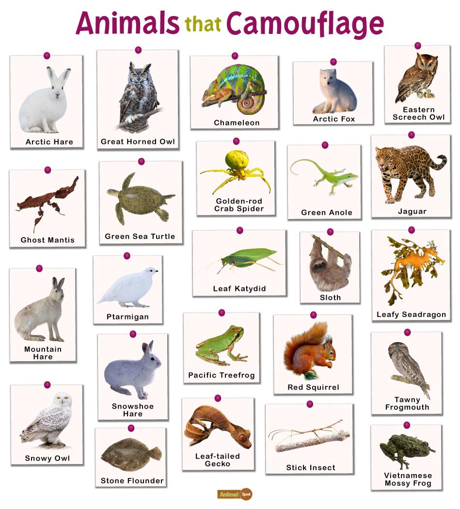 Animals that Camouflage: List and Facts with Pictures