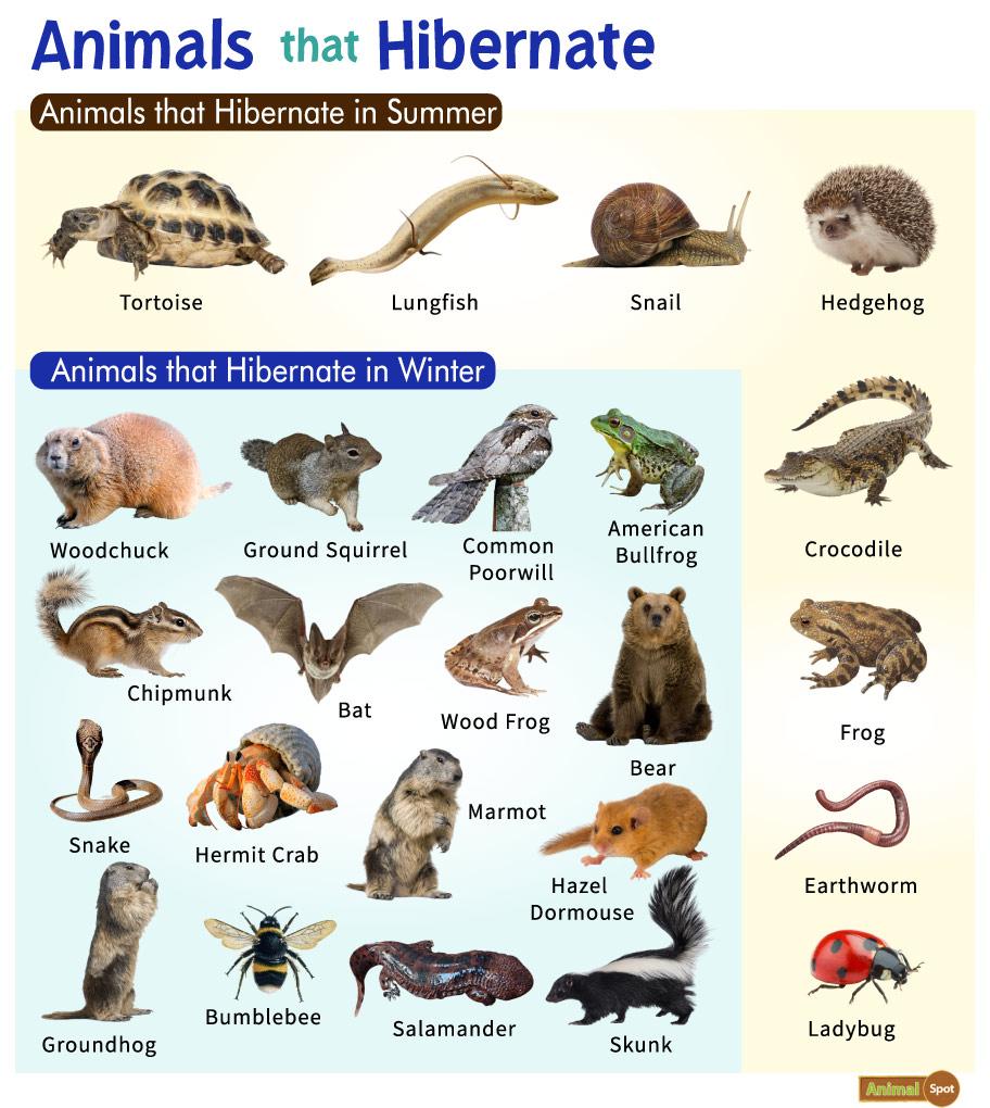 Animals that Hibernate: List and Facts with Pictures