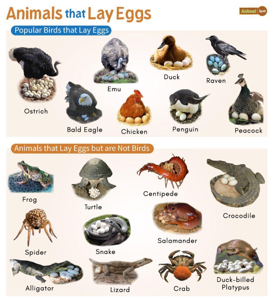 Animals that Lay Eggs