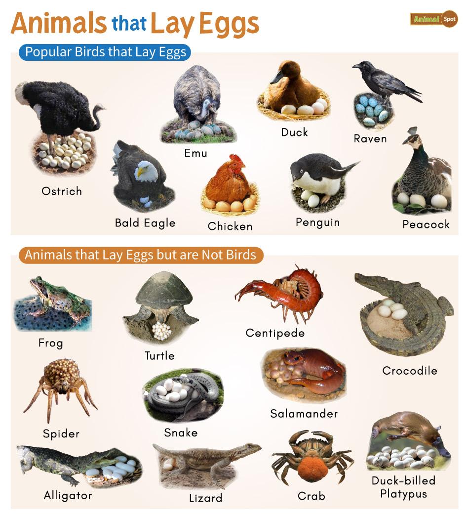 Animals That Lay Eggs: List and Facts with Pictures