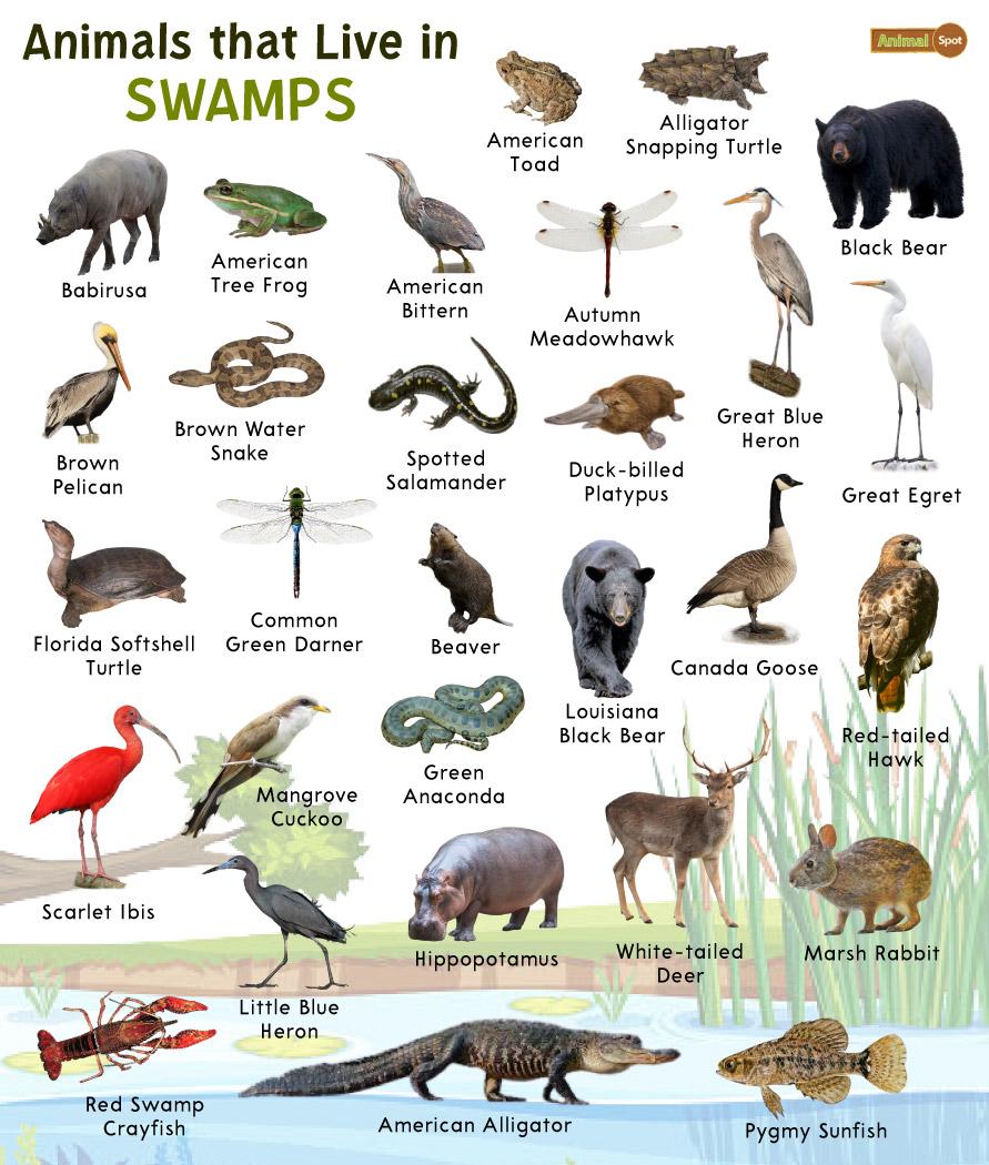 Swamp Animals: List and Facts with Pictures