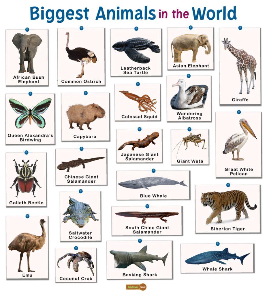 Biggest Animals in the World