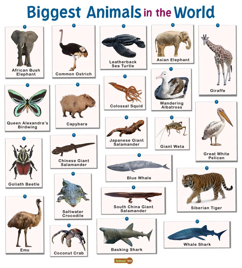 Lista 98+ Foto What Is The Biggest Animal In The World Lleno