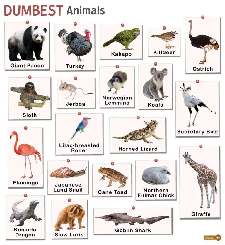Dumbest Animals Facts List Pictures