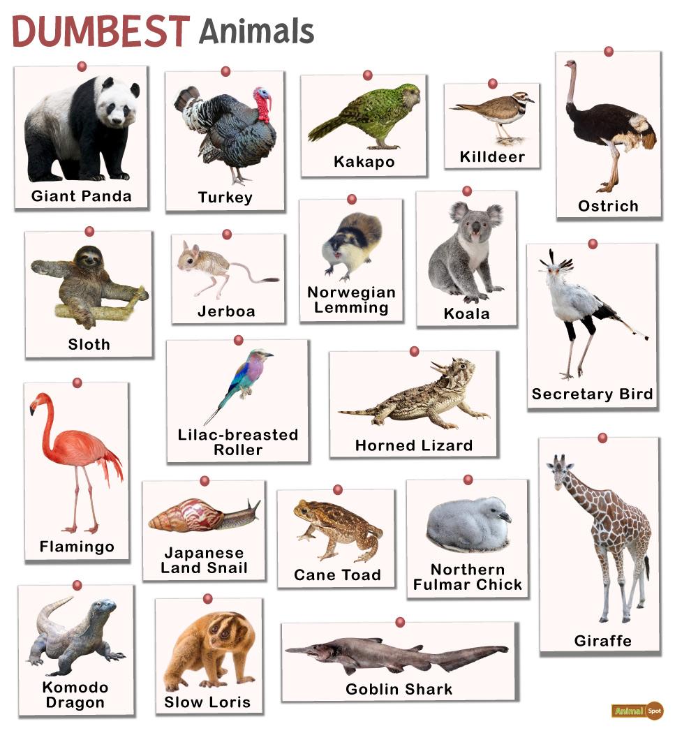 Dumbest Animals – Facts, List, Pictures