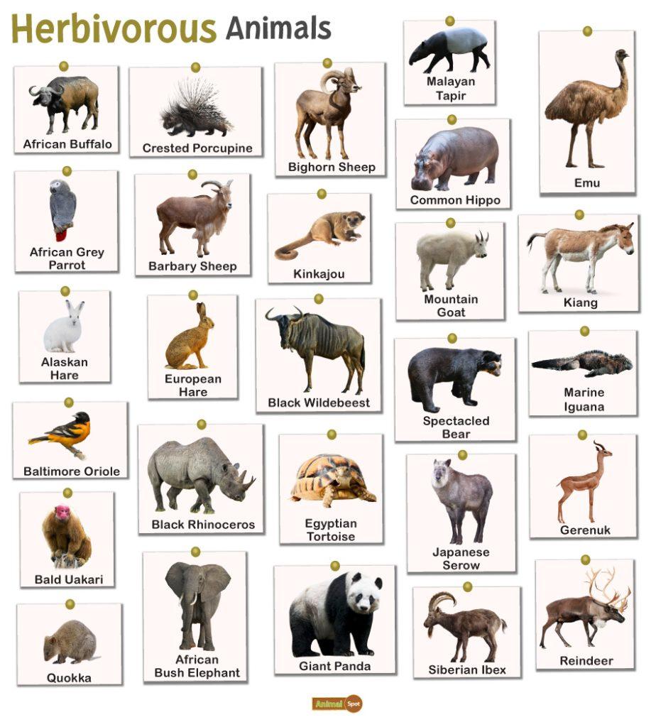 Herbivorous Animals