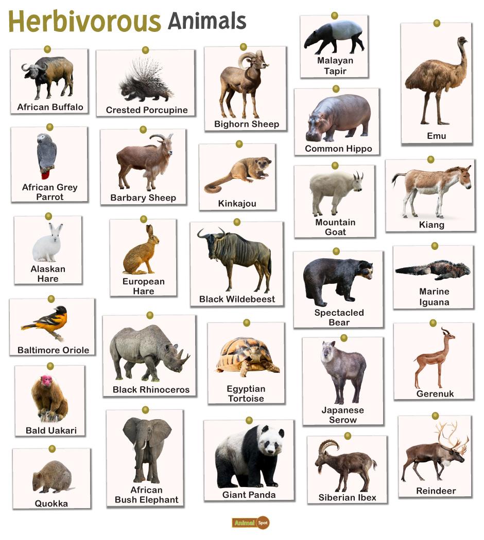 Forest Animals With Fluffy Fur Predators And Herbivorous 53 OFF