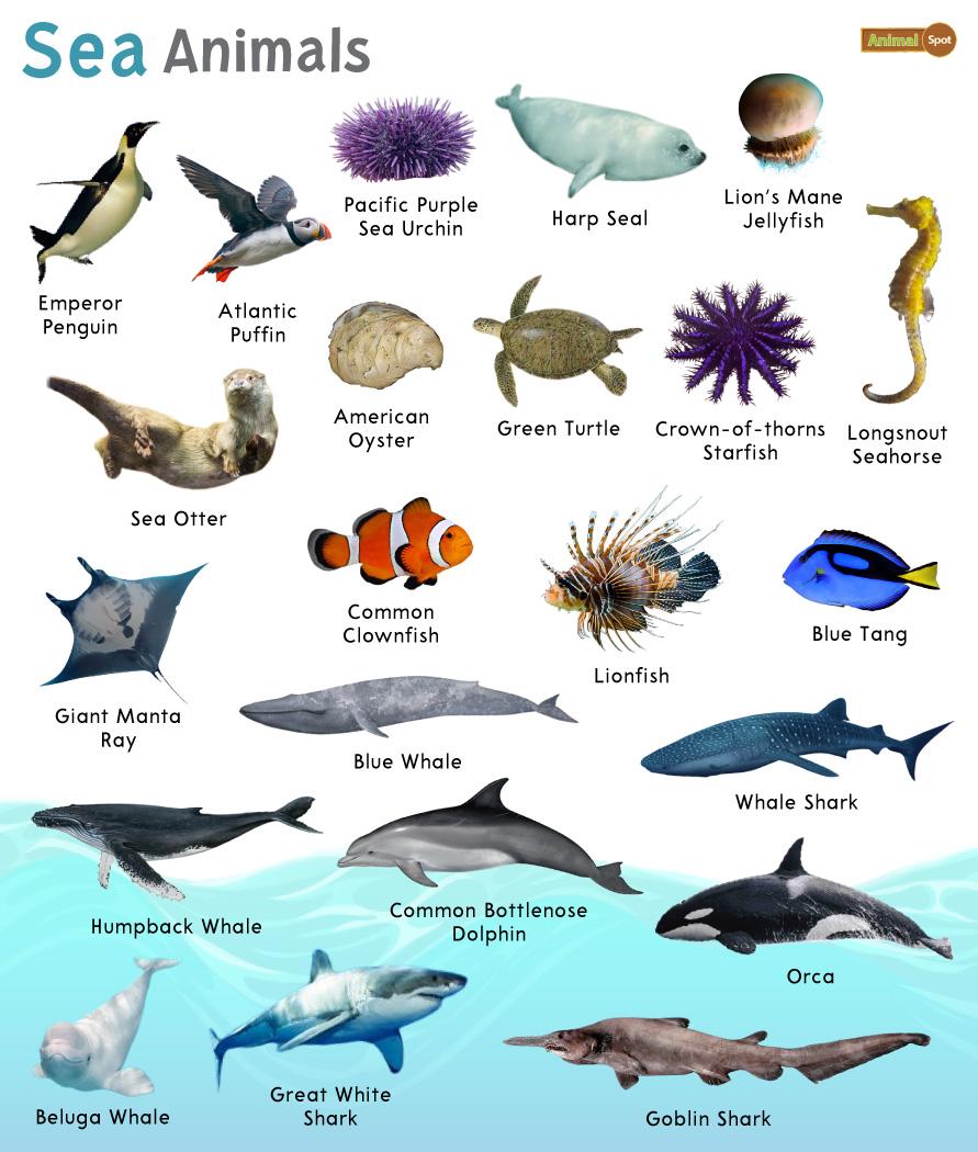 Sea Animals – Facts, List, Pictures