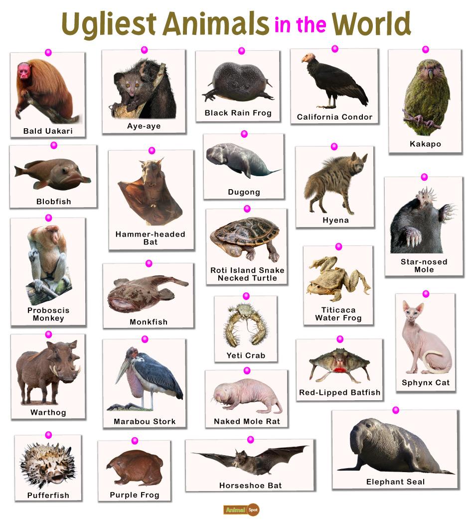 very rare animals in the world with names