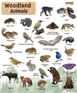 Woodland animals list facts and pictures