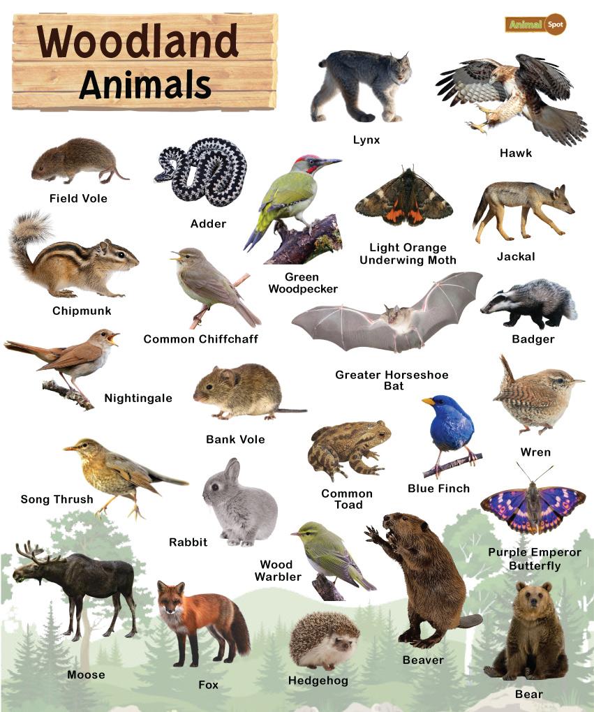 Temperate Woodland And Shrubland Animals